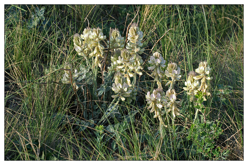 Изображение особи Hedysarum grandiflorum.