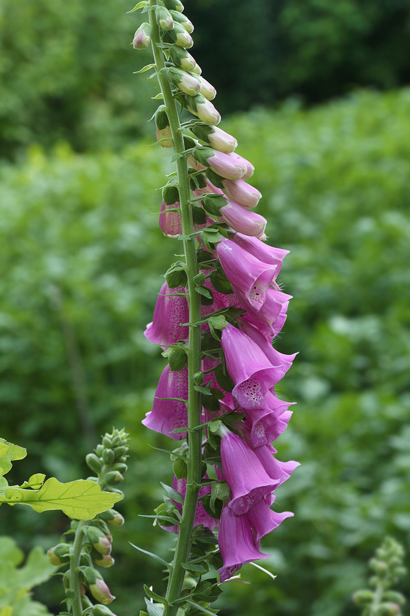 Image of Digitalis purpurea specimen.