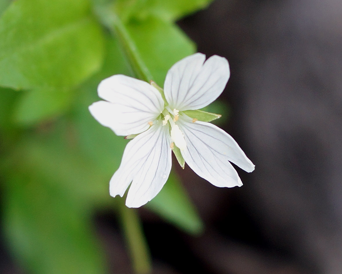 Изображение особи род Epilobium.