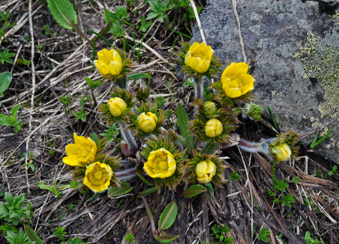 Изображение особи Pulsatilla aurea.