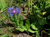 Centaurea nigrofimbria