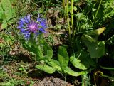 Centaurea nigrofimbria. Цветущее растение. Абхазия, Рицинский реликтовый национальный парк, долина р. Аджарра, ≈ 2000 м н.у.м., субальпийский луг. 12.07.2017.