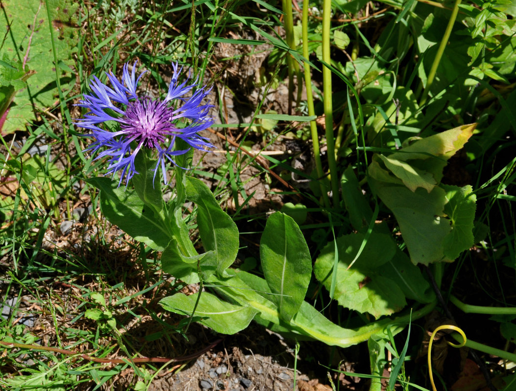 Image of Centaurea nigrofimbria specimen.