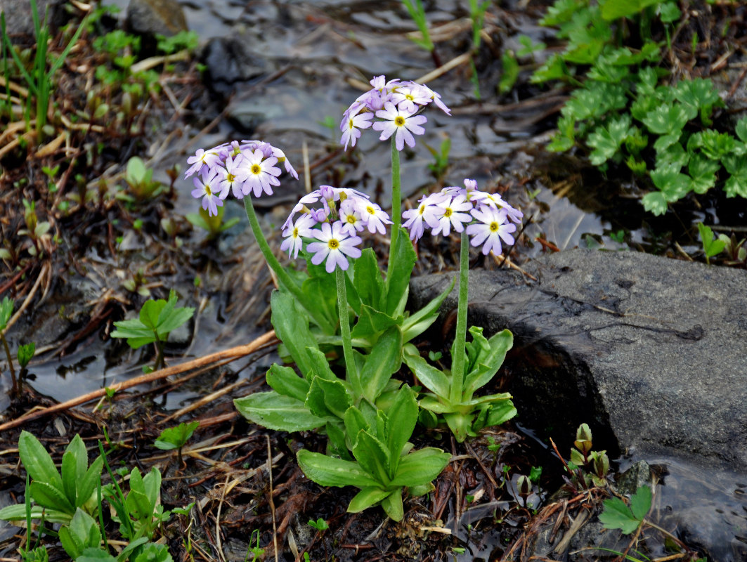 Image of Primula algida specimen.