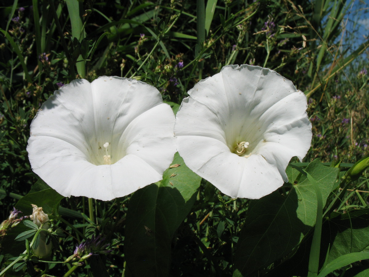 Image of Calystegia sepium specimen.