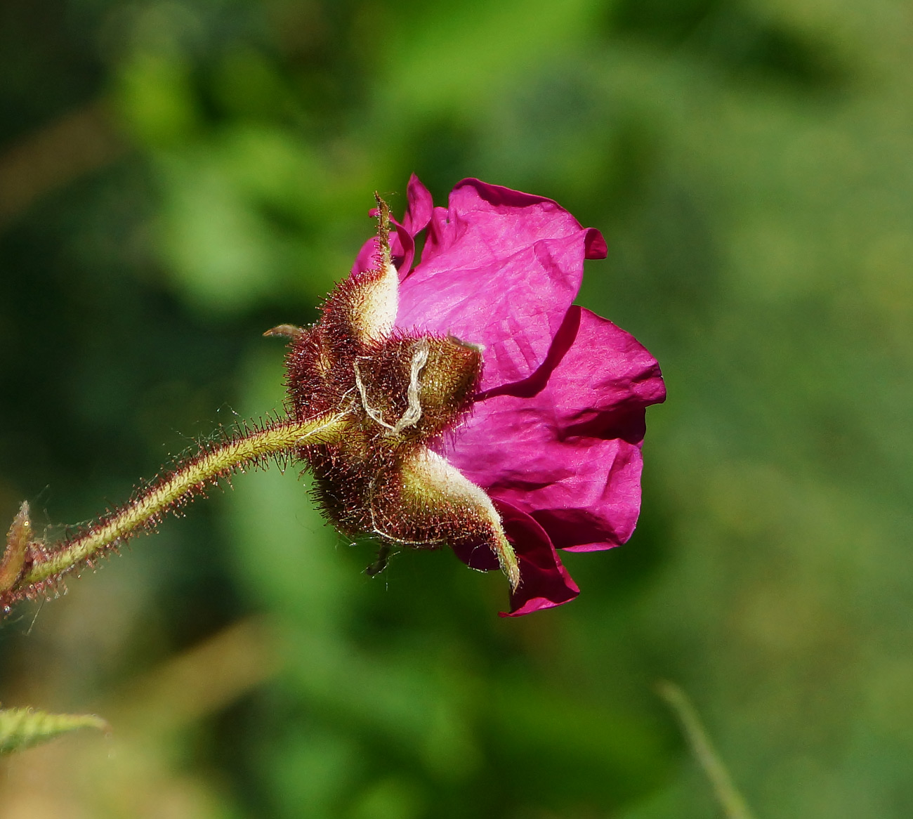 Image of Rubus odoratus specimen.