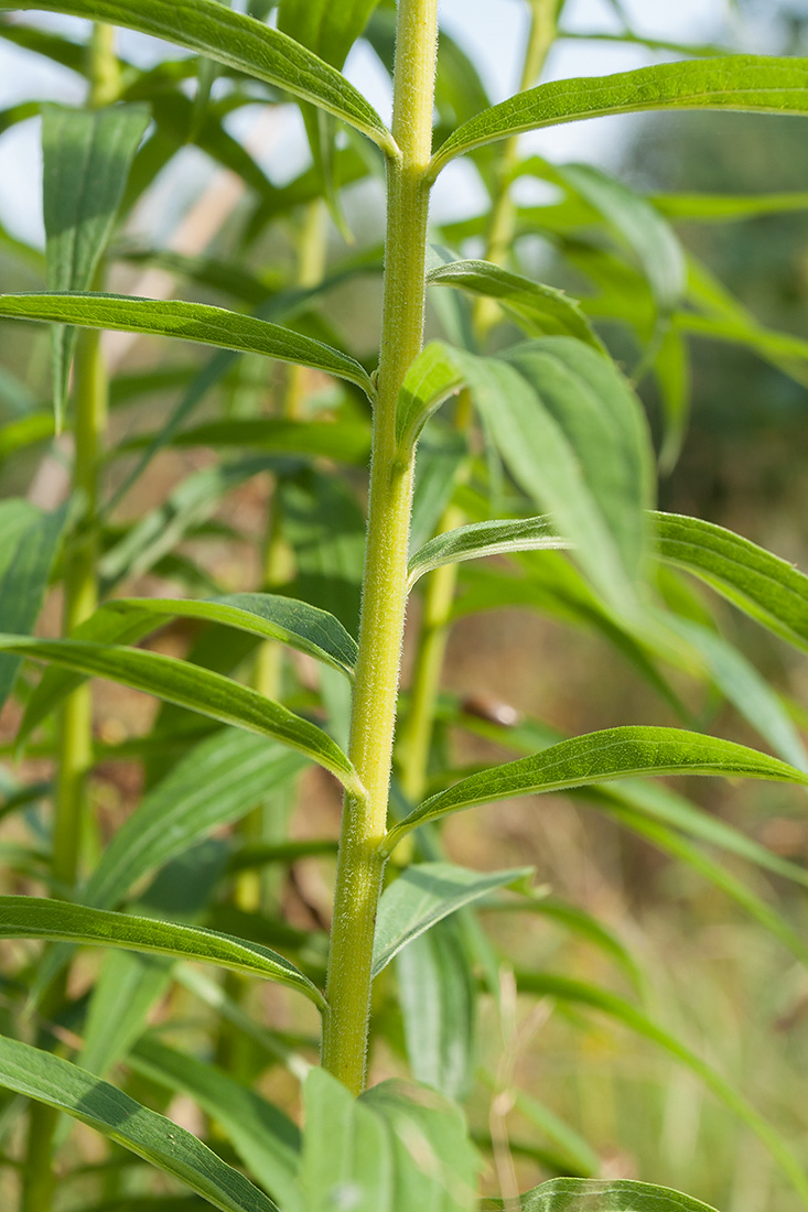 Изображение особи Solidago canadensis.