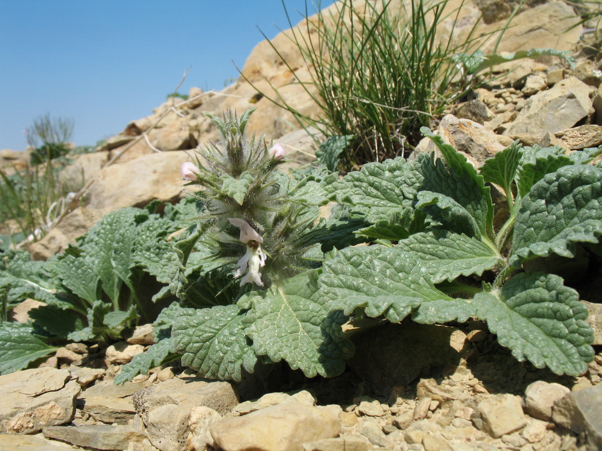 Image of Phlomoides sewerzovii specimen.