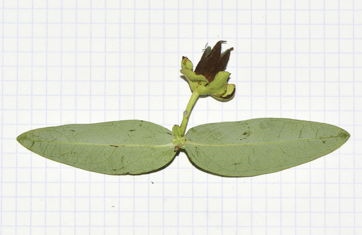 Image of Hypericum calycinum specimen.