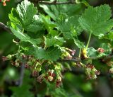 Ribes &times; nidigrolaria