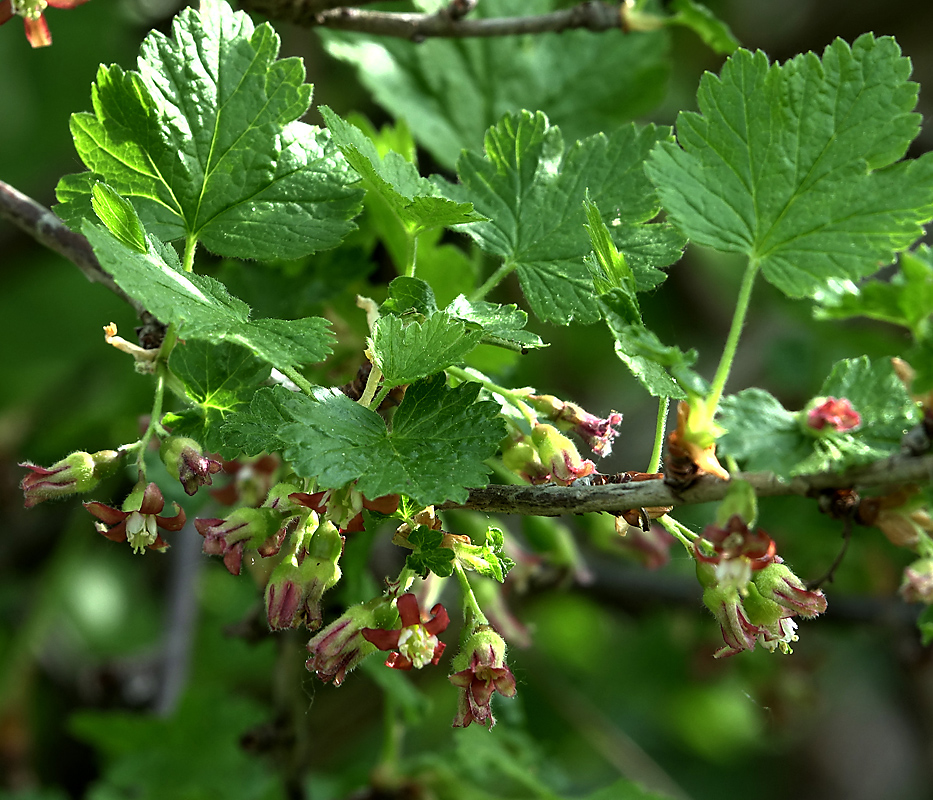 Изображение особи Ribes &times; nidigrolaria.