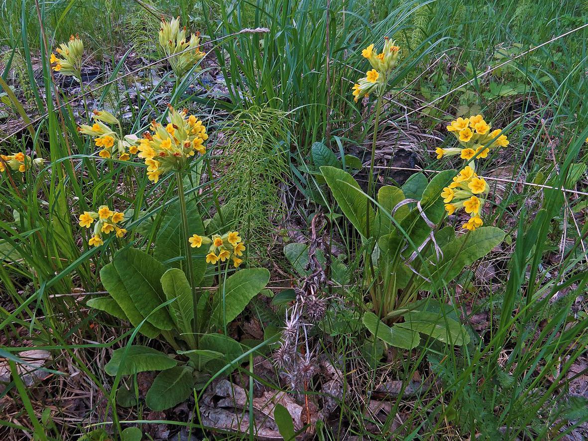 Image of Primula veris specimen.