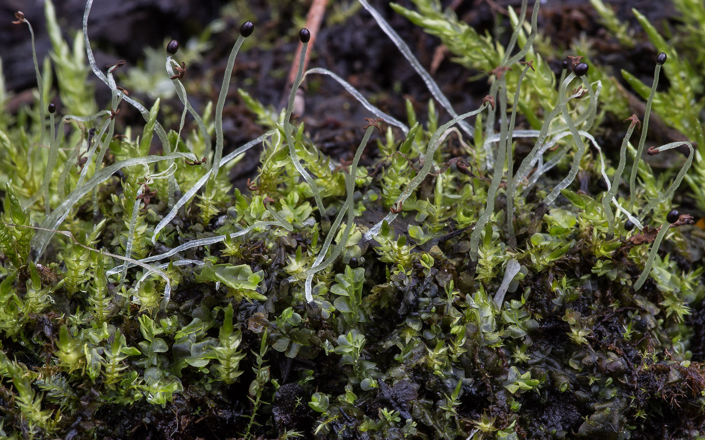Image of division Marchantiophyta specimen.
