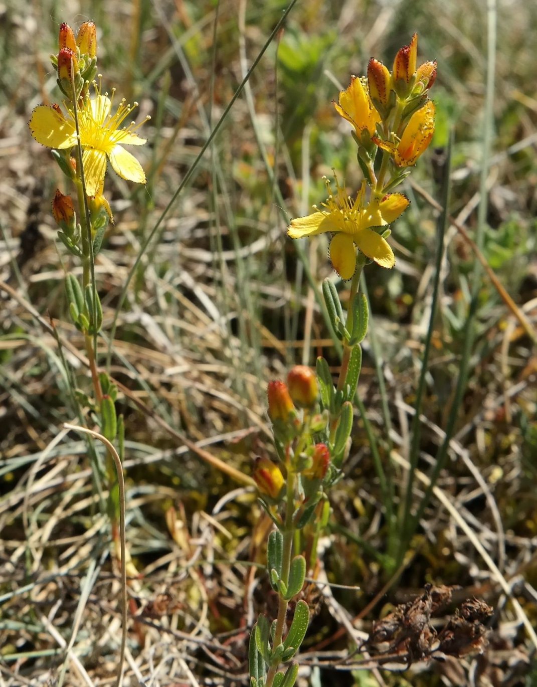 Image of Hypericum linarioides ssp. alpestre specimen.