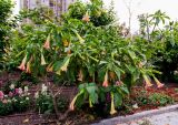 род Brugmansia