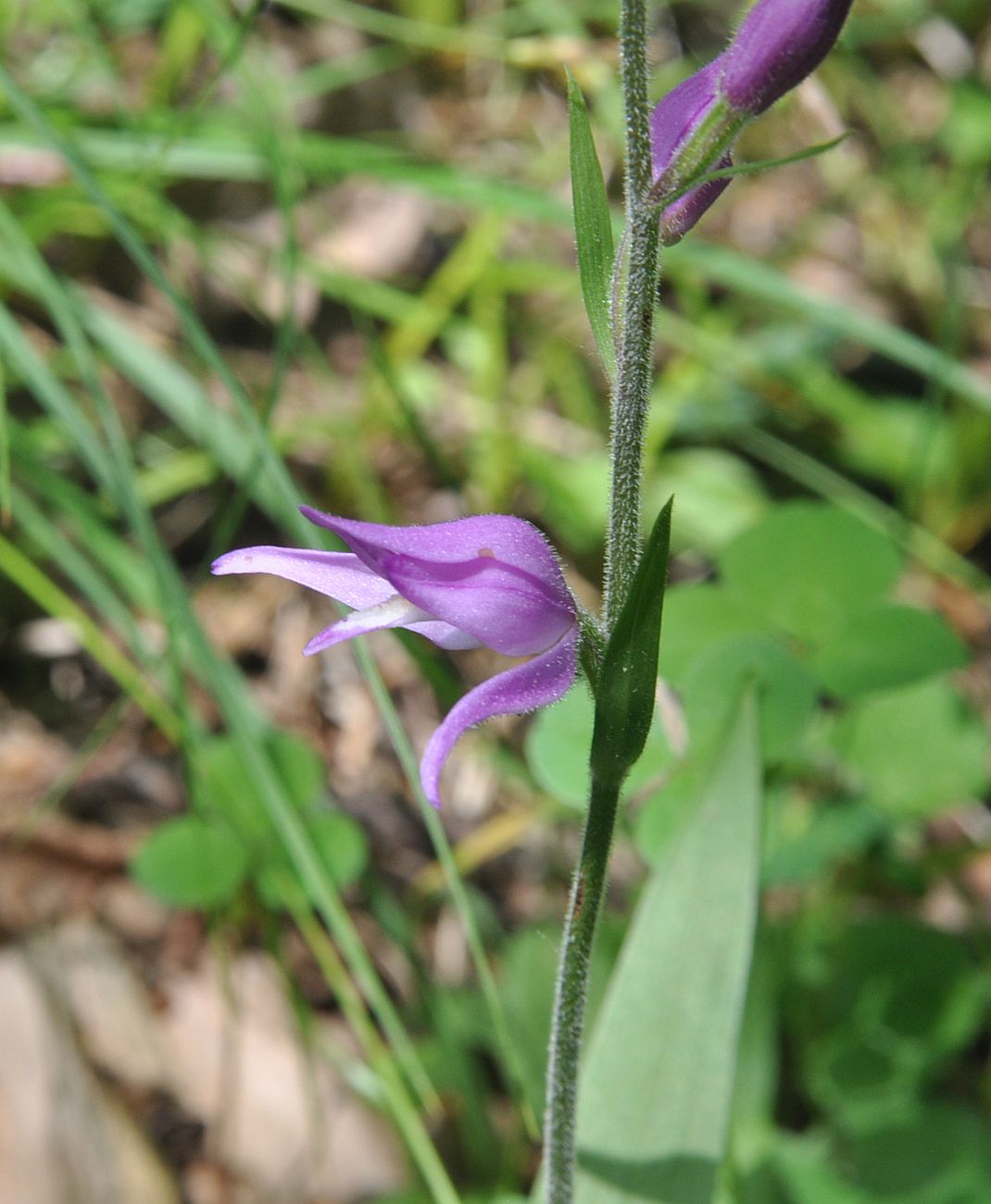 Изображение особи Cephalanthera rubra.