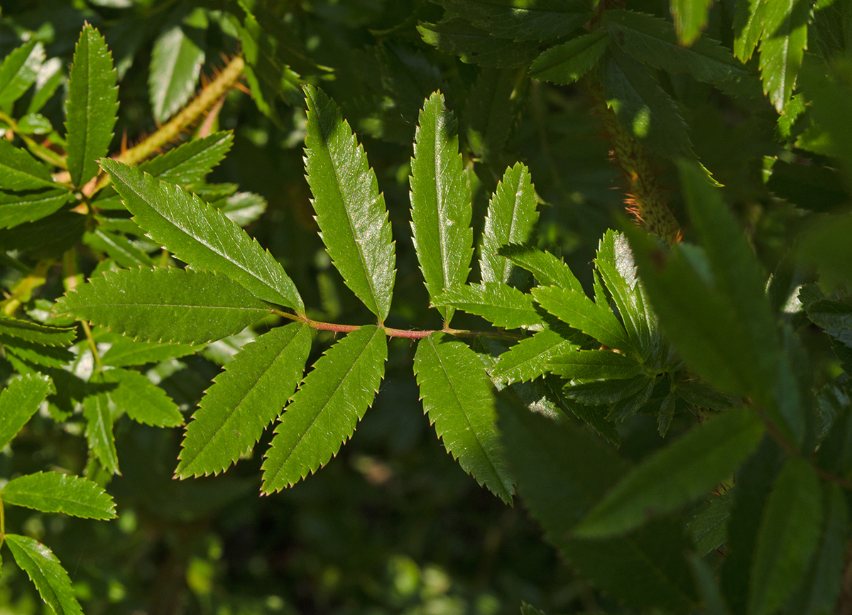 Image of genus Rosa specimen.