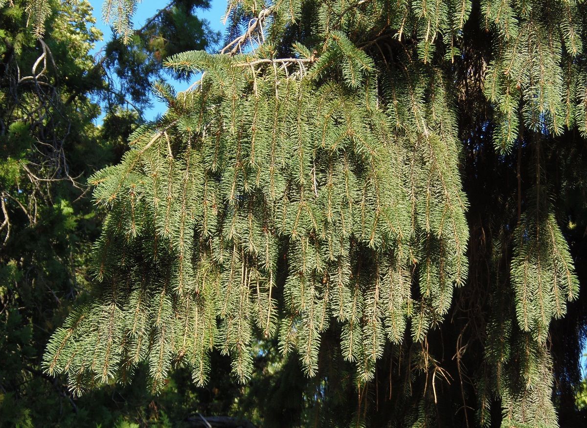 Image of Picea abies specimen.