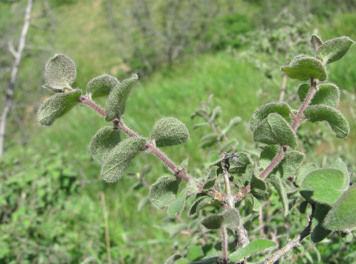 Image of Lonicera iberica specimen.