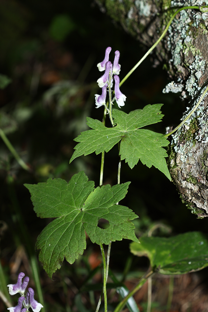 Image of Aconitum alboviolaceum specimen.