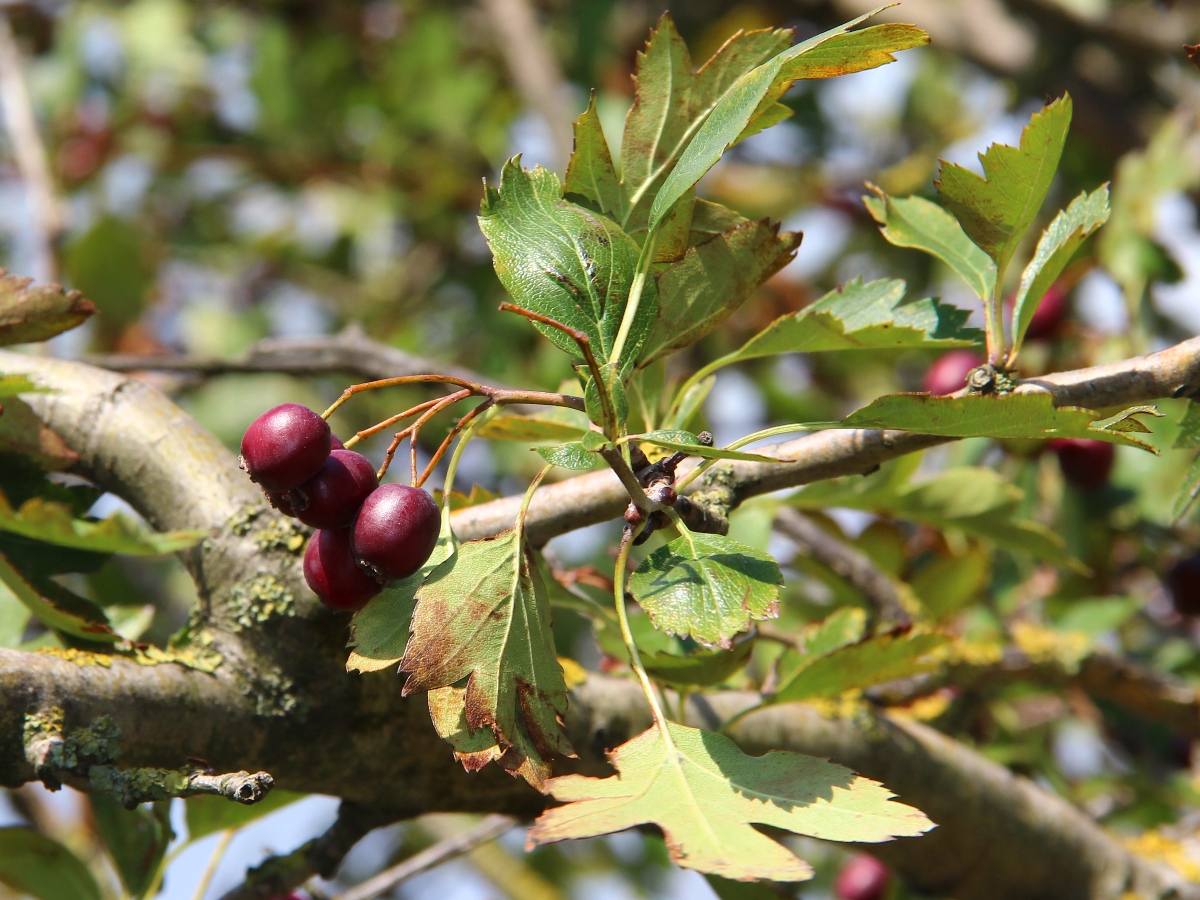 Изображение особи Crataegus dipyrena.