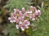 genus Achillea. Доцветающее соцветие. Башкортостан, Учалинский р-н, Ильчигуловский сельсовет, окр. дер. Мулдашево, хр. Нурали, каменистый склон, ≈ 700 м н.у.м. 7 сентября 2018 г.