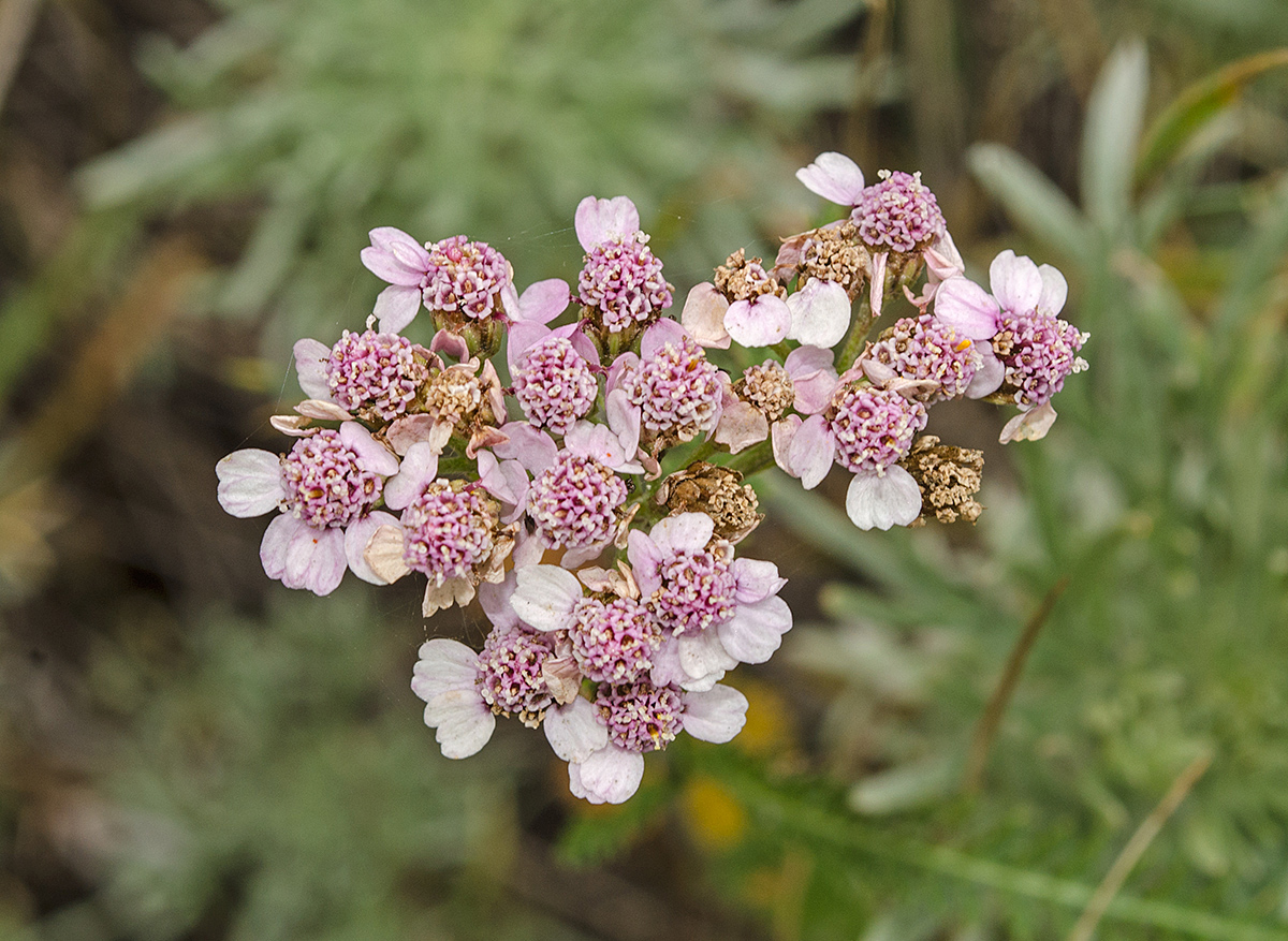 Изображение особи род Achillea.