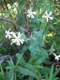 Silene turkestanica. Верхушка цветущего растения в основании куста Rosa fedtschenkoana. Южный Казахстан, Таласский Алатау, запов. Аксу-Жабаглы, ущ. Улькен Каинды, 1970 м н.у.м. 17 июня 2018 г.