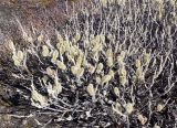 genus Salix. Ветки с соцветиями. Чукотка, Чаунский р-н, окр. пос. Комсомольский, щебнистая тундра. 10.06.2018.