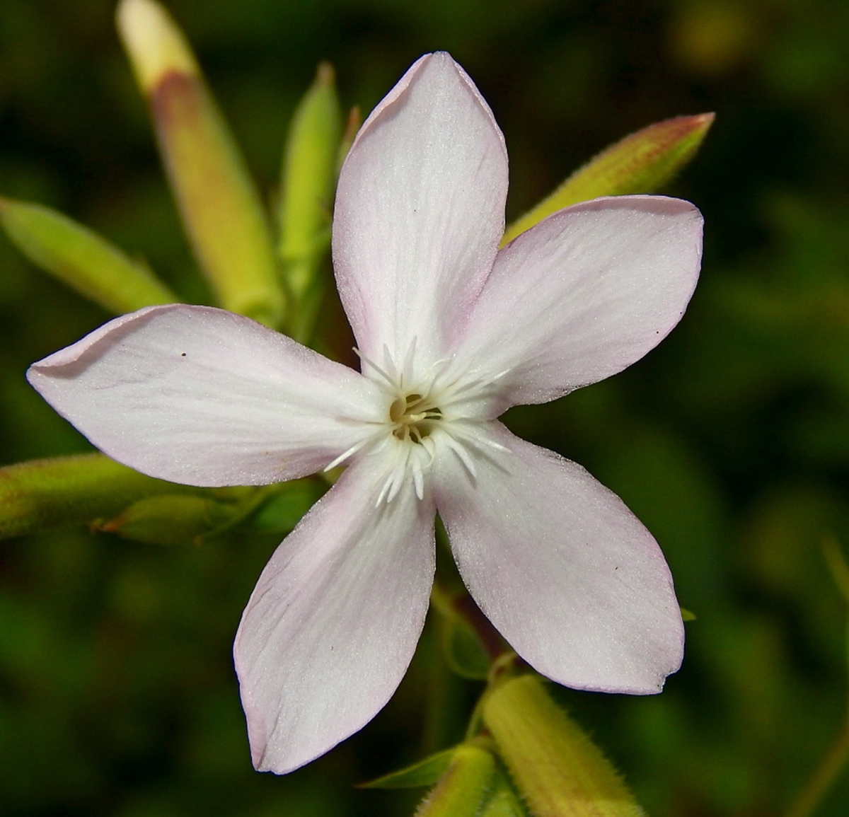 Изображение особи Saponaria officinalis.