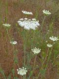 Daucus carota