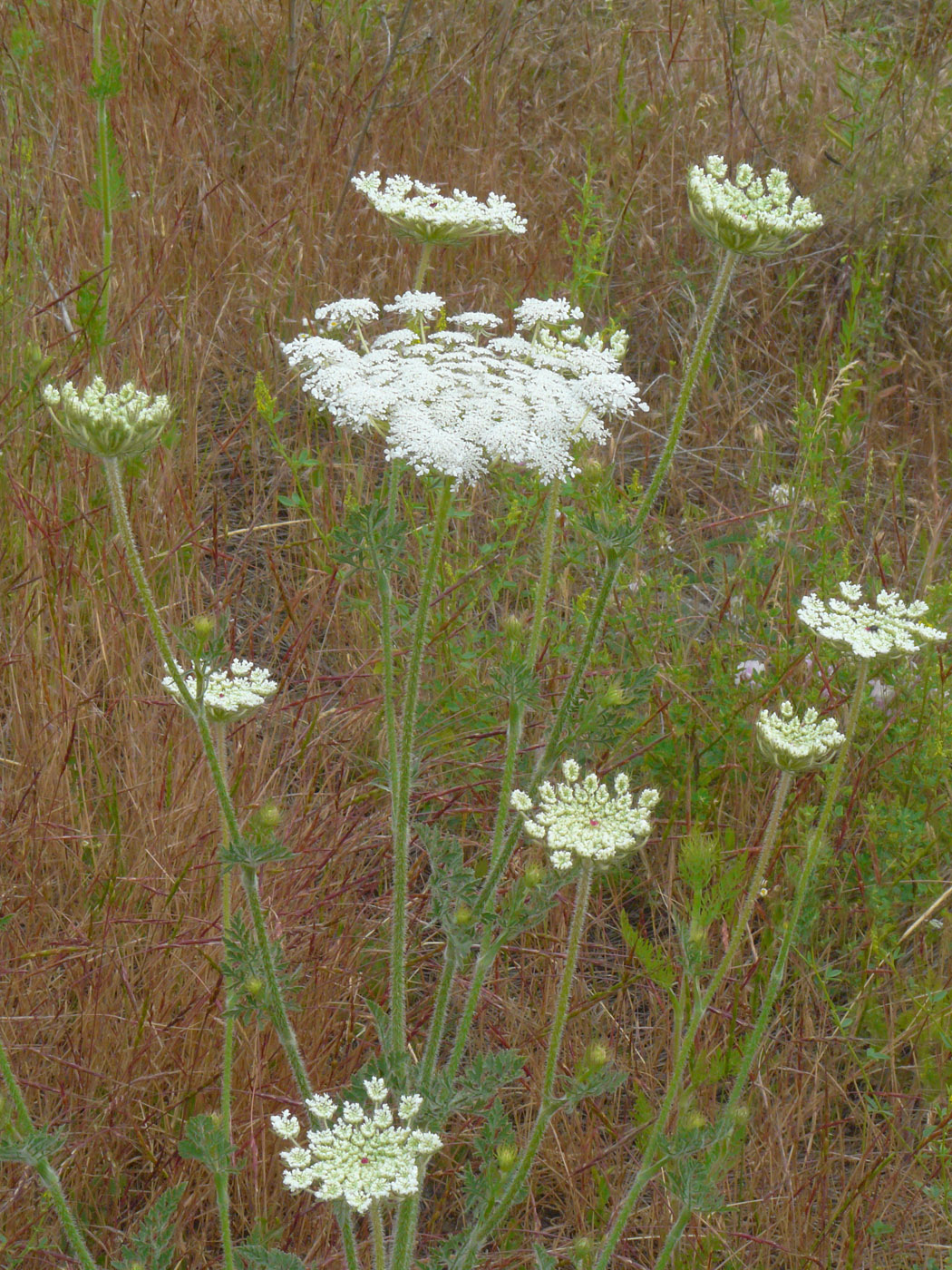 Image of Daucus carota specimen.