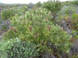 Protea lepidocarpodendron