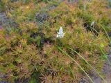 Trachyandra hirsutiflora