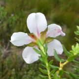 Adenandra villosa