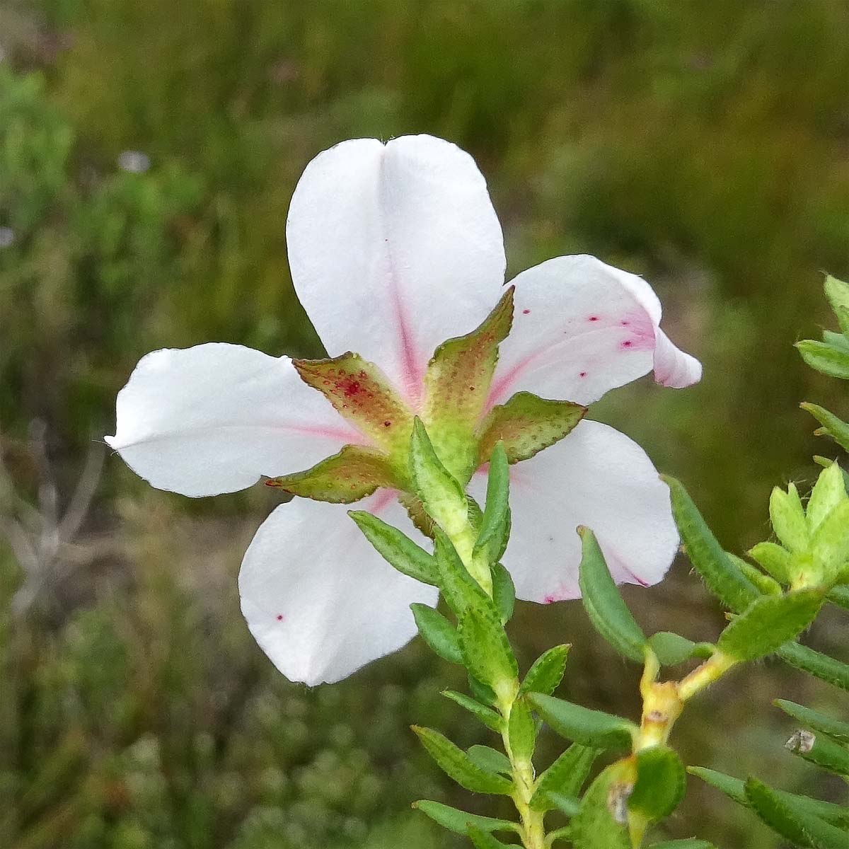 Изображение особи Adenandra villosa.