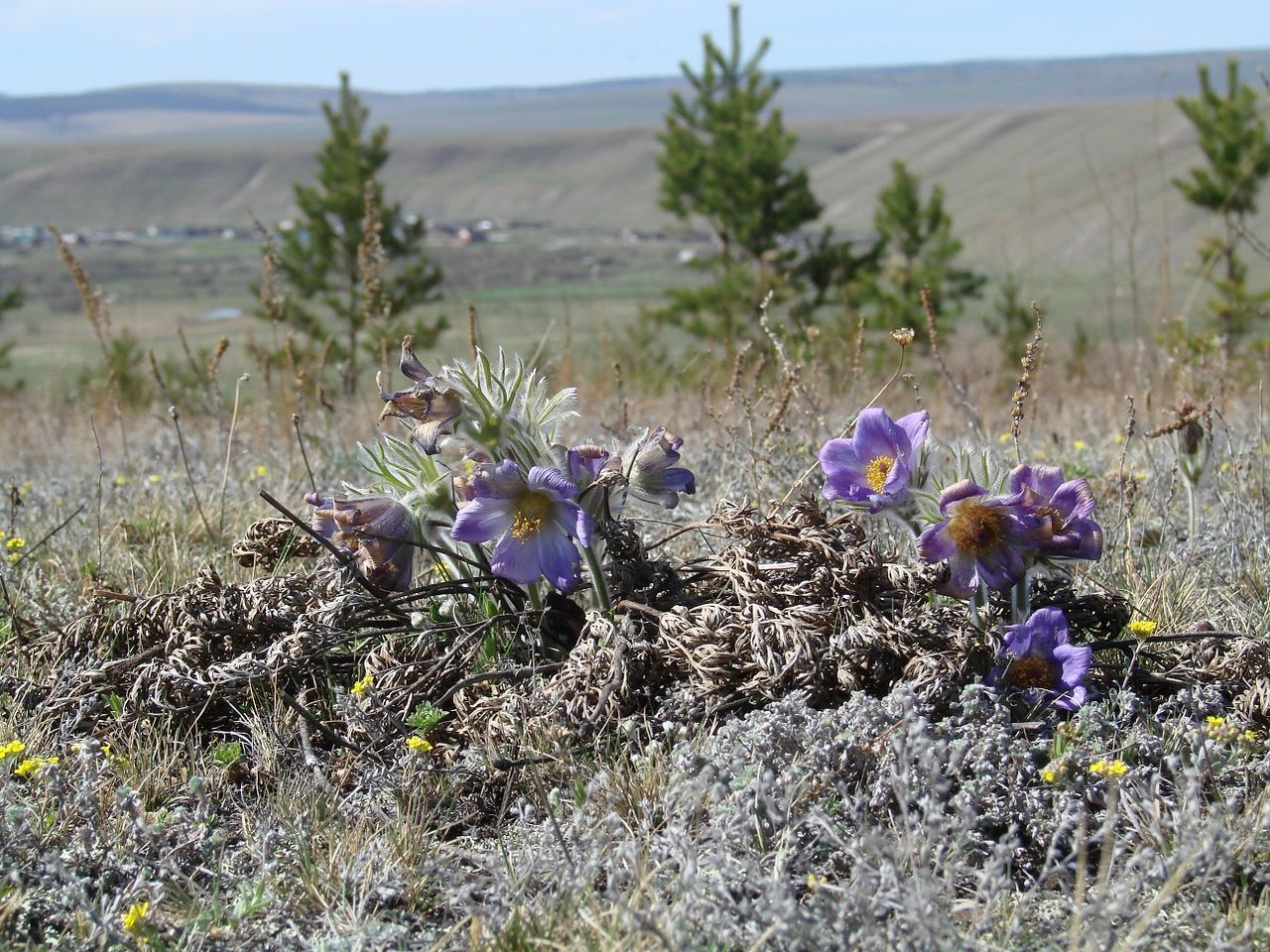 Image of Pulsatilla turczaninovii specimen.