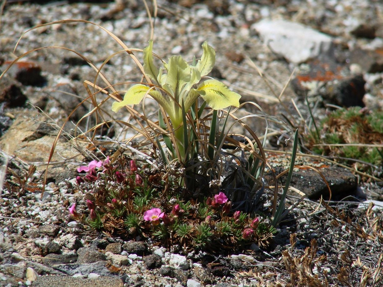 Изображение особи Iris potaninii.