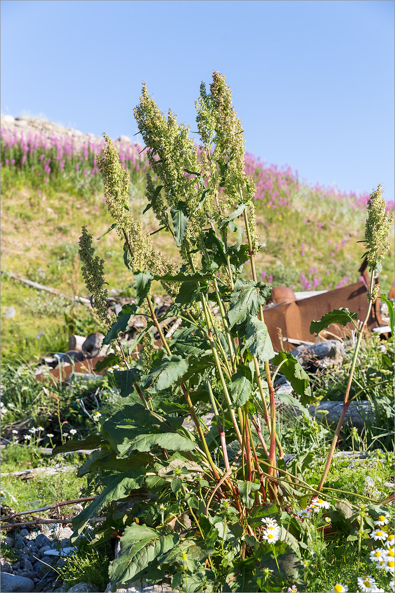 Изображение особи Rumex aquaticus.