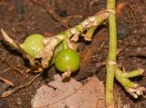 Elettaria cardamomum. Часть веточки соплодия с созревающими плодами. Танзания, автономия Занзибар, о-в Унгуджа, Urban/West Region, ферма специй \"Tangavizi\". 27.10.2018.