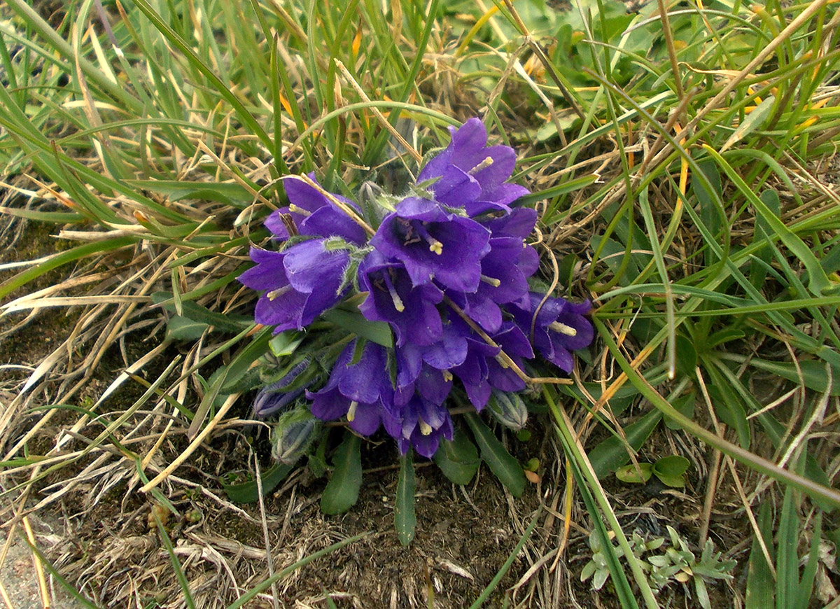 Image of Campanula alpina specimen.