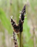 Eleocharis palustris