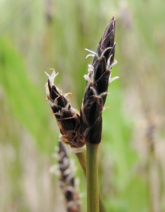 Image of Eleocharis palustris specimen.