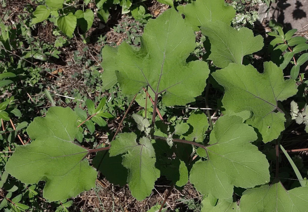 Image of genus Xanthium specimen.
