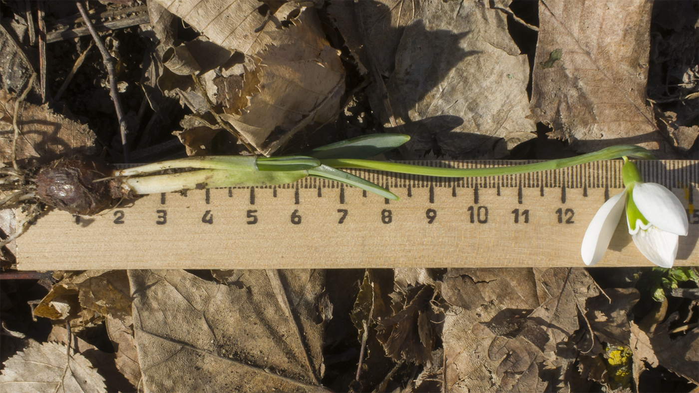 Image of Galanthus plicatus specimen.