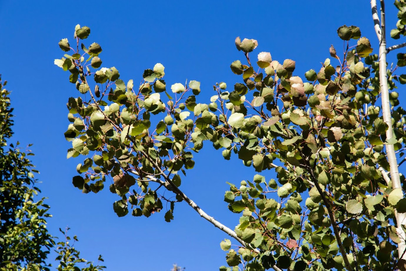 Image of Populus tremula specimen.