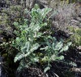 Astragalus подвид lefkarensis