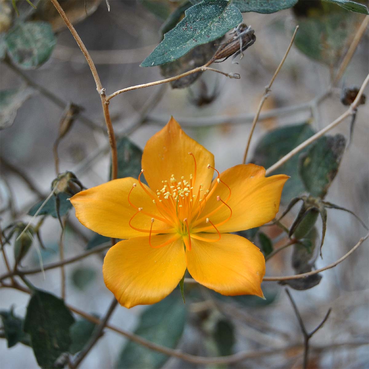 Изображение особи Mentzelia hispida.