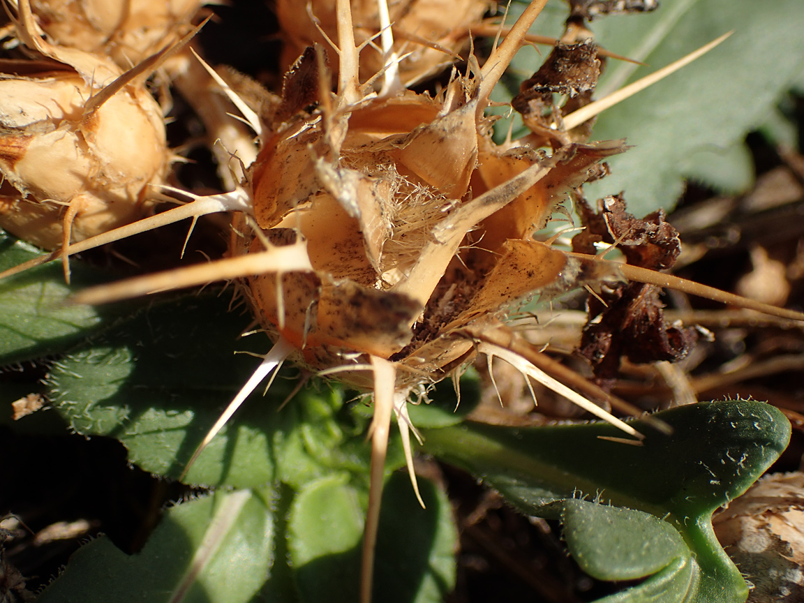 Image of Centaurea raphanina ssp. mixta specimen.