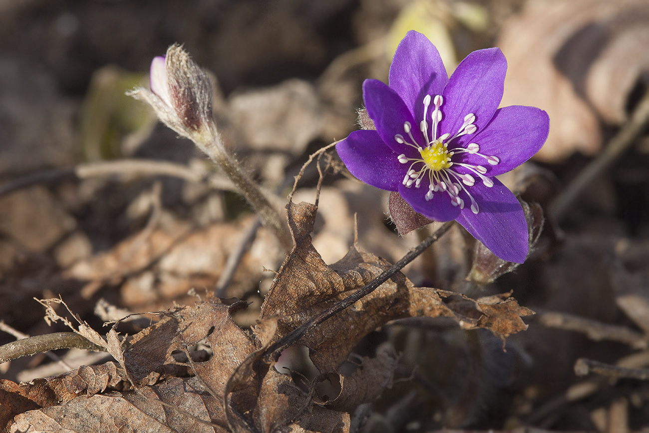 Image of Hepatica nobilis specimen.